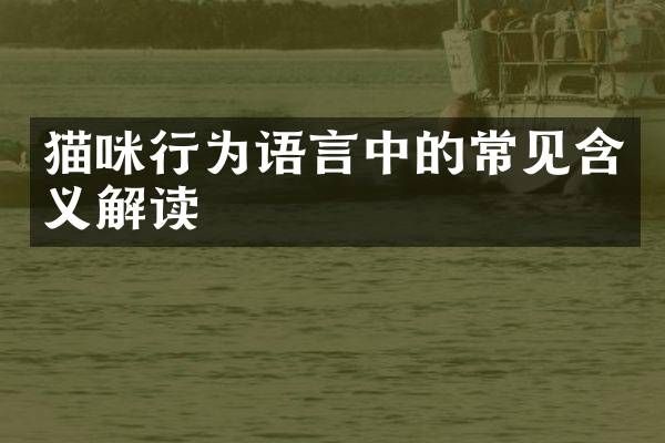 猫咪行为语言中的常见含义解读