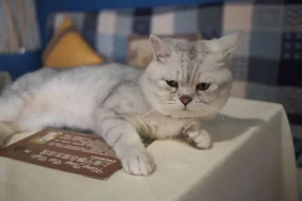 摸猫的时候突然咬人是为什么？猫咪常见反常行为解读