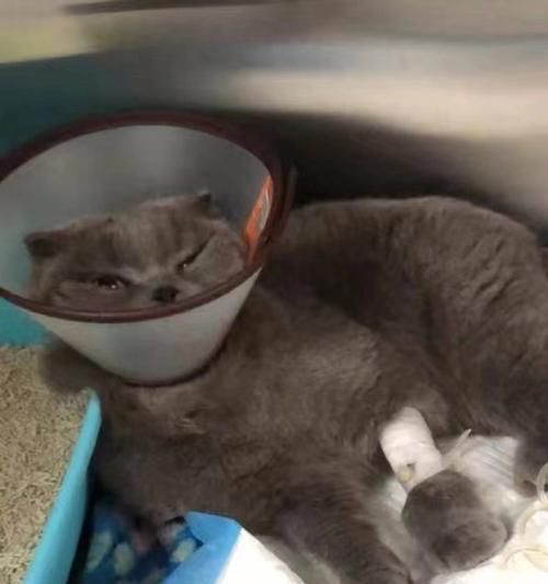 猫咪每天尿多少正常（探究猫咪的排尿习惯与健康状况）