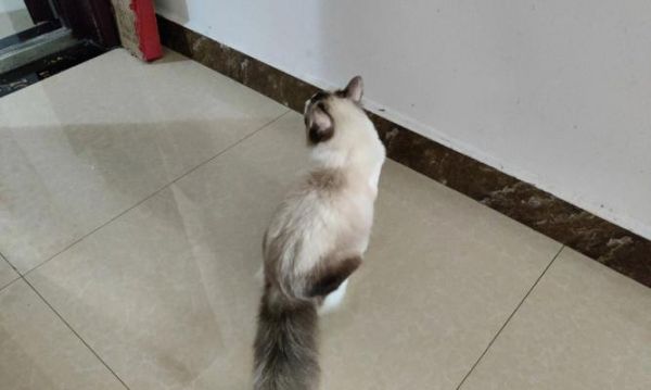 猫咪身体语言解读（以尾巴上翘为主的身体语言解析）
