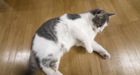 猫咪身体语言解读（以尾巴上翘为主的身体语言解析）