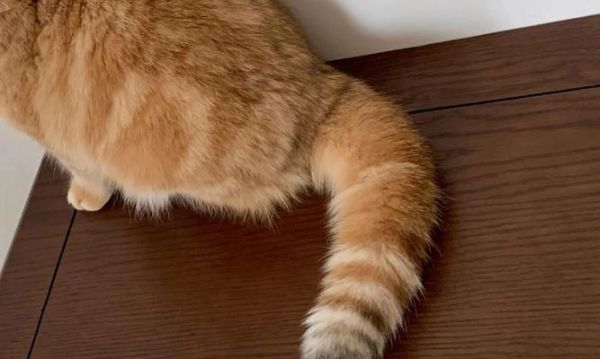 猫咪身体语言解读（以尾巴上翘为主的身体语言解析）