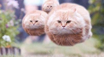 猫咪的日常生活（探秘猫咪的生活习性和喜好）