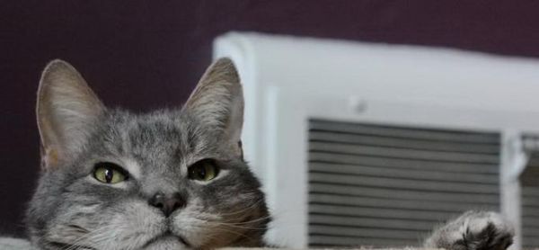 猫咪的日常生活（探秘猫咪的生活习性和喜好）