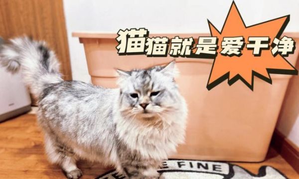 母猫如何教小猫使用猫砂（宠物主人必须知道的小技巧）