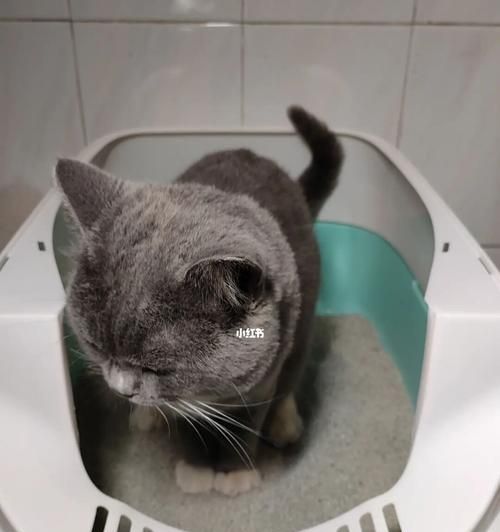 让你的猫咪爱上猫砂——教你如何训练猫咪使用猫砂（宠物养成必备）