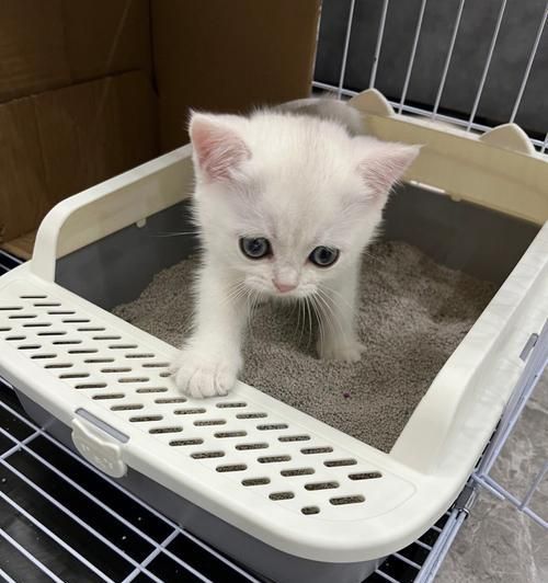 猫咪吃了猫砂会有什么影响？（探讨猫咪误食猫砂的危害及应对方法）