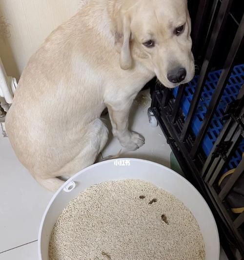 猫咪吃了猫砂会有什么影响？（探讨猫咪误食猫砂的危害及应对方法）