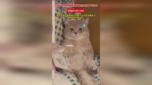 为了不被宿管阿姨发现猫咪在衣柜躺了半小时，假装自己是个玩具，网友：我一度怀疑下边那个大的里边藏着人，