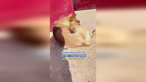 在妈妈怀里睡得很香的小狗，这是小狗一生中最幸福的时候