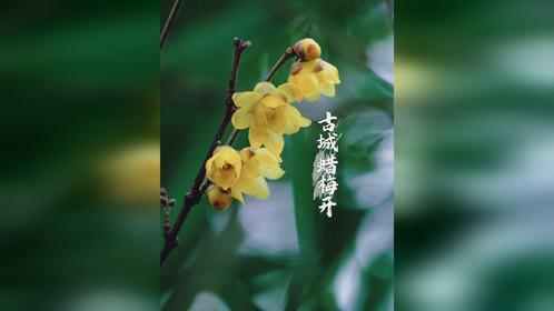 腊月已至，可待春来。青州古城蜡梅，凌寒绽放。