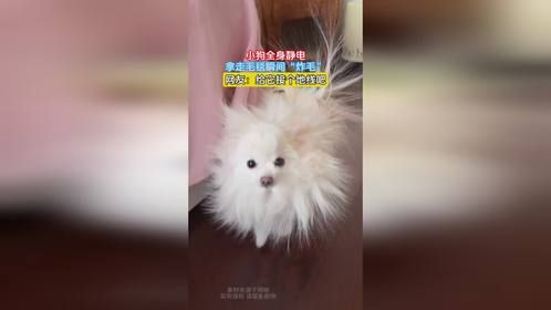 小狗全身静电，拿走毛毯瞬间“炸毛”，网友：给它接个地线吧