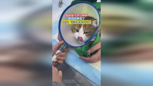 猫咪做手术打麻醉，瞬间就睡着了，网友：舌头都来不及收