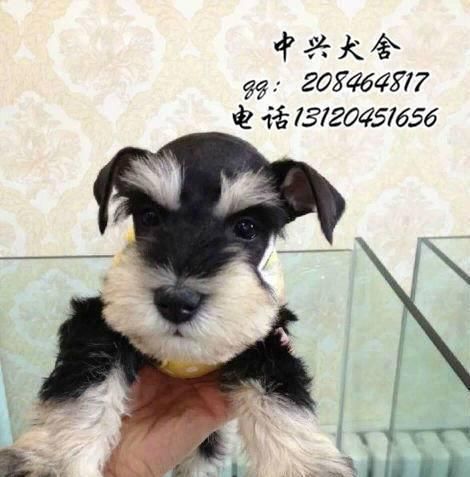 小老头狗——忠诚的宠物伴侣（以小老头狗为主题的宠物养护指南）