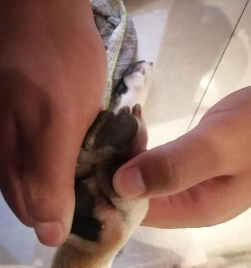 如何养护金毛脚掌肉垫——宠物狗的底部护理指南（底部护理的重要性、常见问题及解决方法、护理技巧分享）
