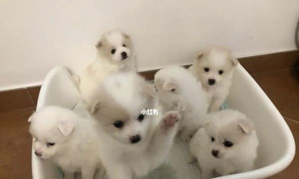 狗狗一个月到底多少岁（揭开宠物年龄的神秘面纱｜狗狗年龄的计算方法详解）