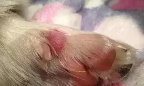 小狗肉垫变黑，为什么（宠物养护必备）