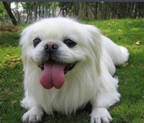 我国的5种小型犬，你最喜欢哪种？
