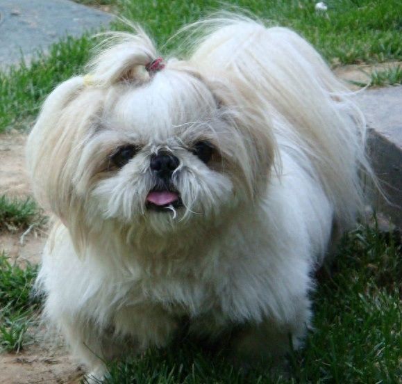 我国的5种小型犬，你最喜欢哪种？