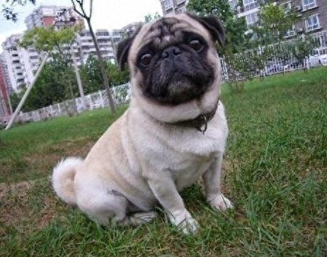 我国的5种小型犬，你最喜欢哪种？