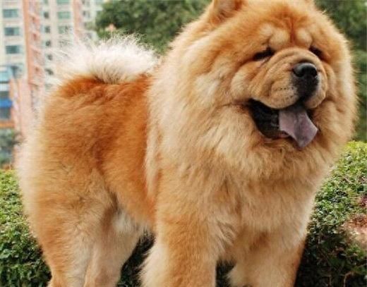 我国的5种小型犬，你最喜欢哪种？