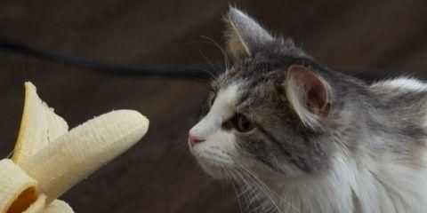 猫猴香蕉大餐（探究猫猴对香蕉的喜爱之道）