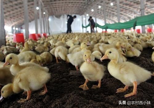 刚出生的小鸭子吃什么食物比较好长的快,小鸭子一天吃多少食物