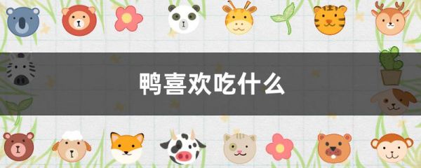 鸭喜欢吃什么