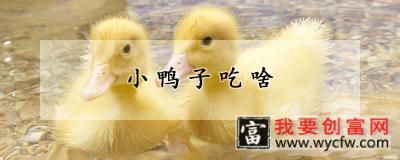 小鸭子吃啥