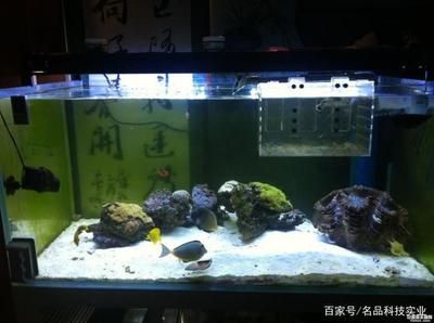 如何调节giea鱼缸的温度：giea鱼缸温度计调节giea鱼缸温度调节方法