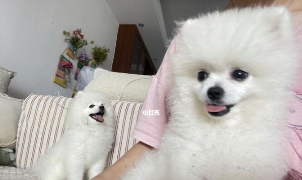 如何选择最适合博美的狗粮（从宠物健康、口感和价格三方面分析）
