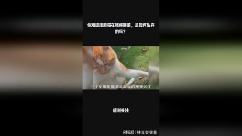 你知道流浪猫在被绑架前，是如何生存的吗？
