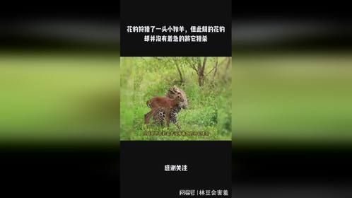 花豹狩猎了一头小羚羊，但此刻的花豹却并没有着急的将它猎杀