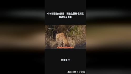 小长颈鹿的命真苦，刚出生就被非洲鬣狗和狮子追杀