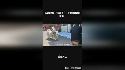 它是狗界的“街溜子”，小卖部的合作伙伴！