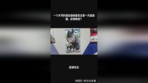一个大学的招生指标居然全靠一只流浪猫，这你敢信？