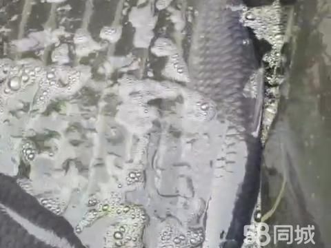沈阳水产·出售大青鱼