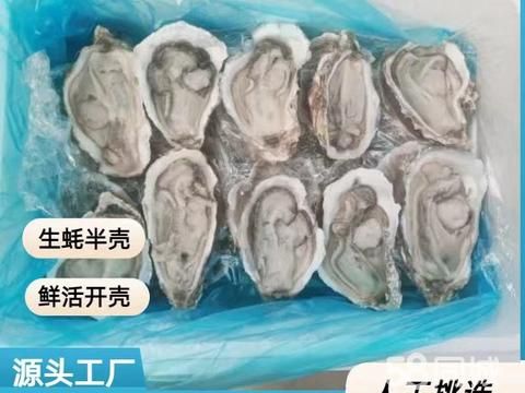 沈阳水产·半壳生蚝，烧烤生蚝