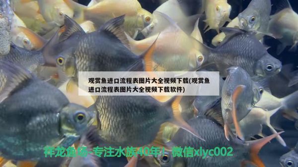 温州水族批发市场有哪些地方卖，温州淡水鱼批发市场在哪里？，温州水族批发市场在哪里温州淡水鱼批发市场在哪里 观赏鱼水族批发市场 第1张
