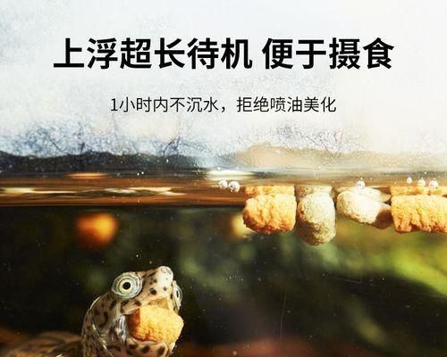 软壳龟饲养全指南（从营养、水质到环境，一步步教你养护宠物软壳龟）