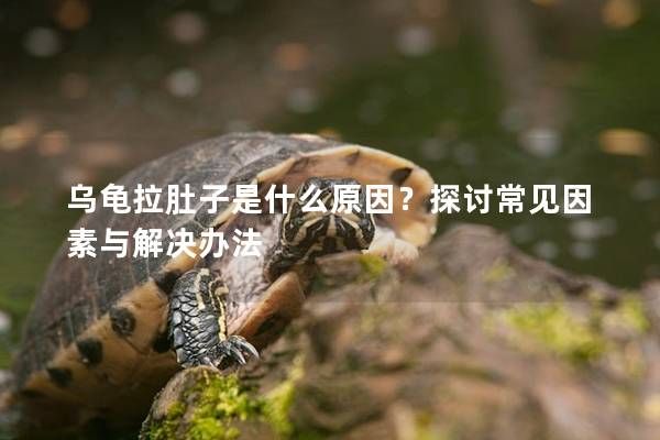 乌龟拉肚子是什么原因？探讨常见因素与解决办法