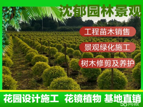 重庆苗木批发,园林设计施工绿化养护,树木修剪,草坪,麦冬,竹子基地直销