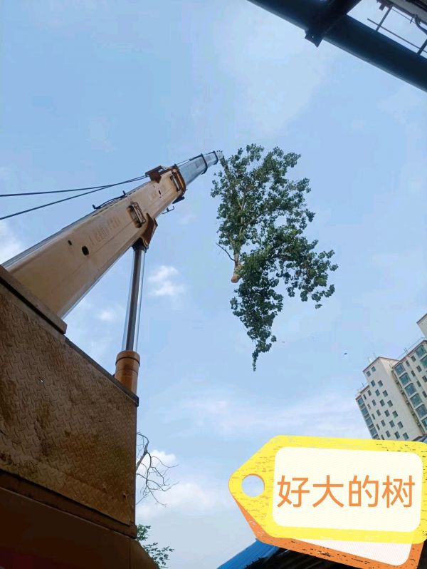 园林修树大树修剪、枯树砍伐卫生清运