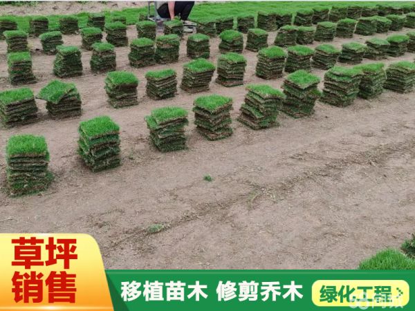 人造草坪铺装、草坪销售、草皮销售、专业种植各类树苗,品种齐全、绿化项目