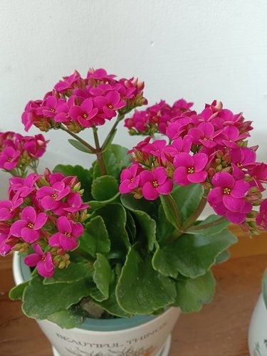 每日一花，好心情跟着来，心随花动