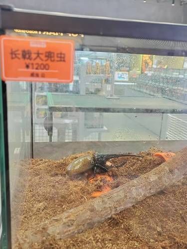 这巨型甲虫居然要来我半个月的生活费！