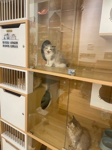 去过的猫咖里最满意的[惊叹]