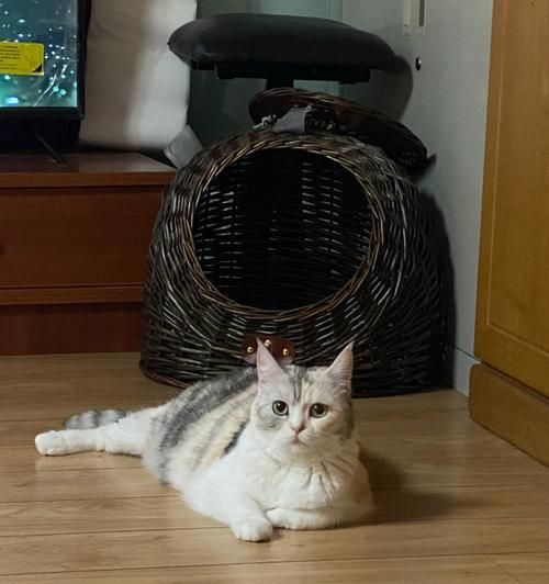 告别油腻小猫咪，一份去油指南（揭秘清爽宠物护理秘籍，重塑健康小猫咪）