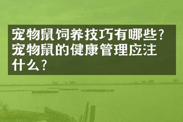 宠物鼠饲养技巧有哪些？宠物鼠的健康管理应注意什么？