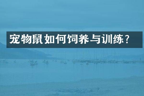 宠物鼠如何饲养与训练？